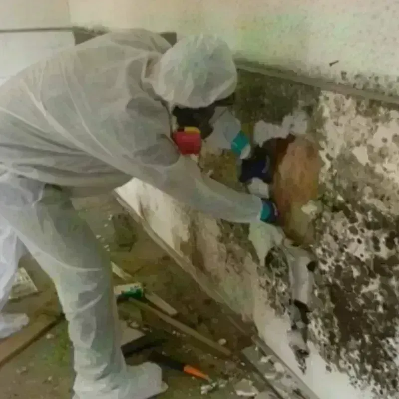 Mold Remediation and Removal in Larkspur, CA